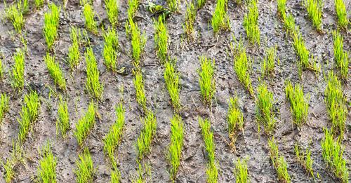 菲律宾的一个水稻谷物种植场照片-正版商用图片0yg6v2-摄图新视界