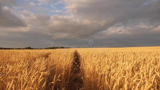 小麦风图片-小麦风素材-小麦风插画-摄图新视界