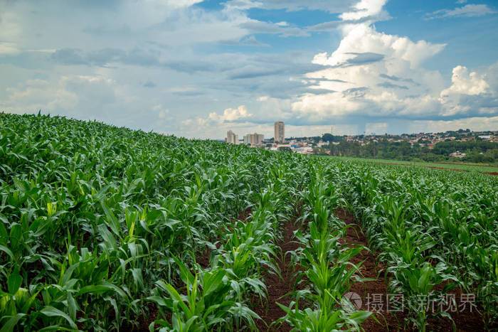 玉米种植园谷物照片-正版商用图片0ysf2c-摄图新视界