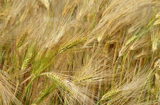 大麦谷类农业(barley-cereal-agriculture)_图片_jpg - 大小:4m-cc0