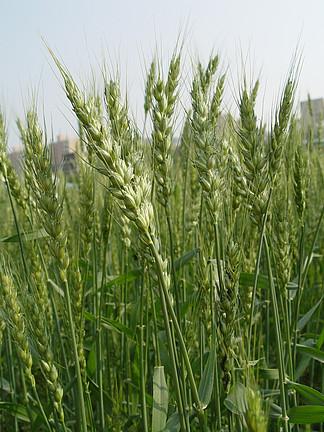 大米谷物小麦领域草淀粉夏天农业弹簧谷物植物农村糖类经济增 i>长 /i