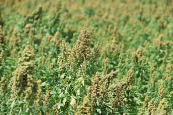 超级谷物 藜麦在齐河大面积种植成功