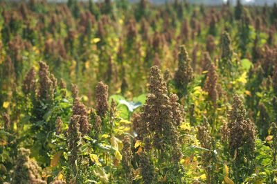 “超级谷物”藜麦在齐河大面积种植成功 4500亩藜麦今起收割